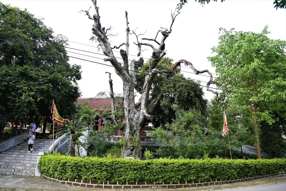 Seeing an ancient teak wood tree more than 2000 years old in Phu Tho