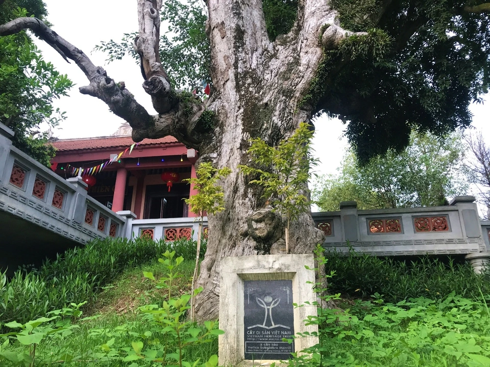 Seeing an ancient teak wood tree more than 2000 years old in Phu Tho