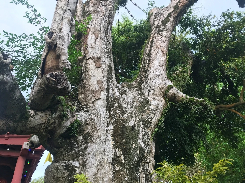 Seeing an ancient teak wood tree more than 2000 years old in Phu Tho