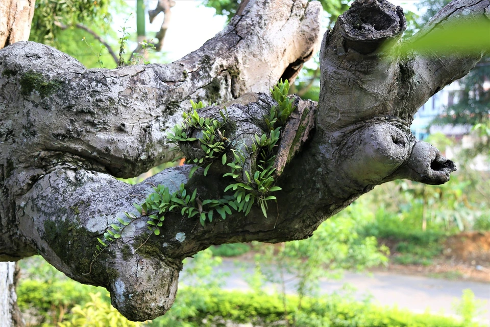 Seeing an ancient teak wood tree more than 2000 years old in Phu Tho