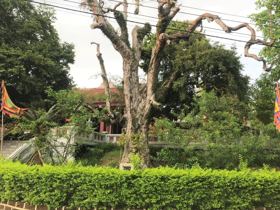 Seeing an ancient teak wood tree more than 2000 years old in Phu Tho