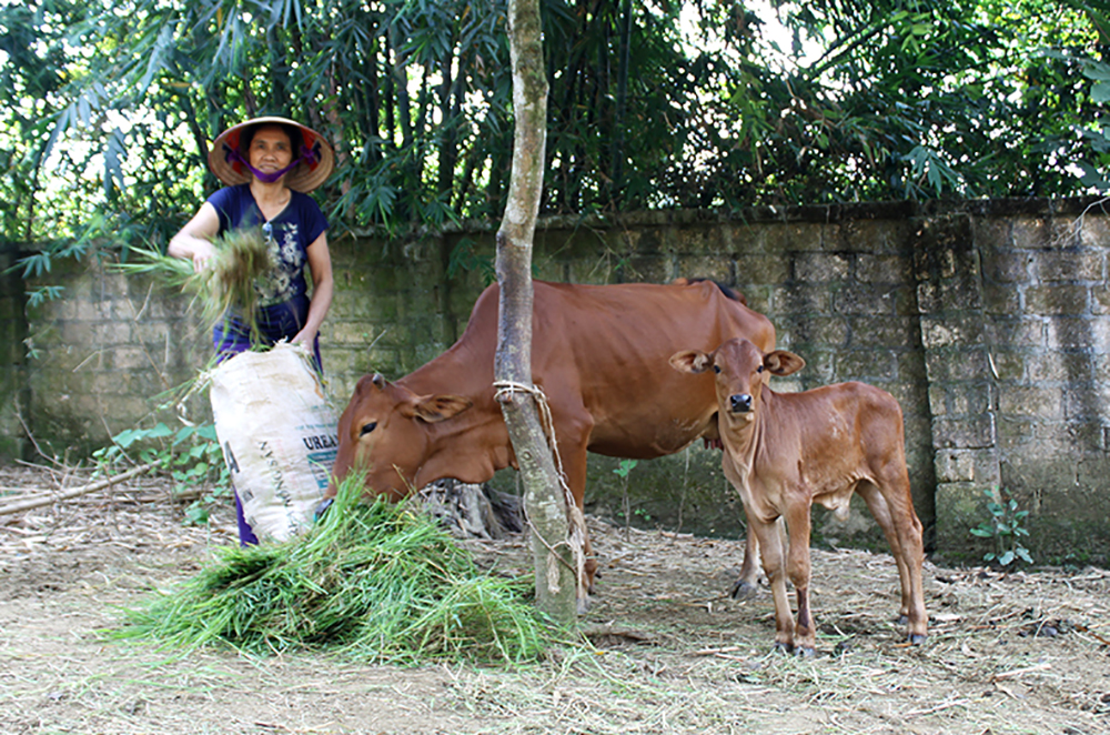 Đa dạng hóa sinh kế giảm nghèo