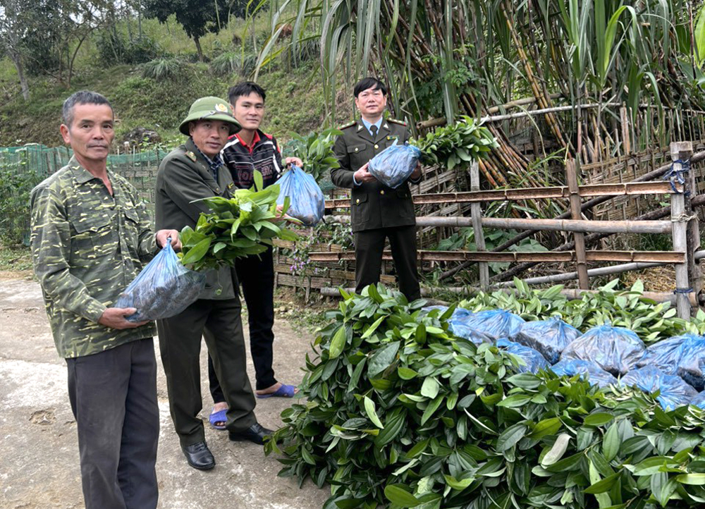 Cấp trên 171.000 cây quế giống phục vụ trồng rừng sản xuất