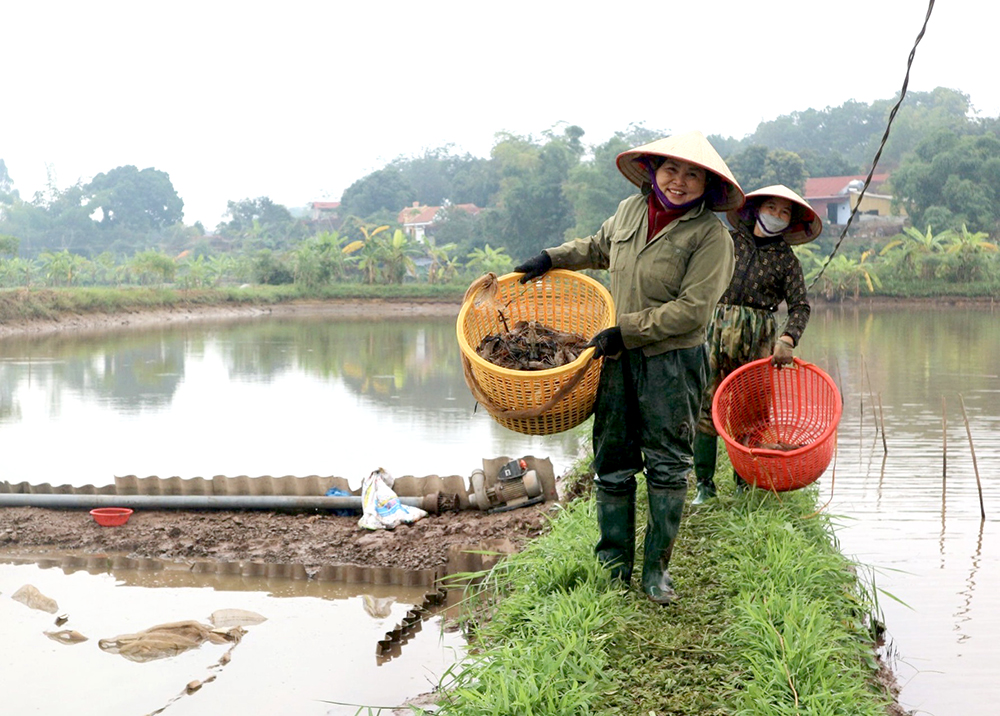 Phát triển thủy sản theo hướng nâng cao giá trị