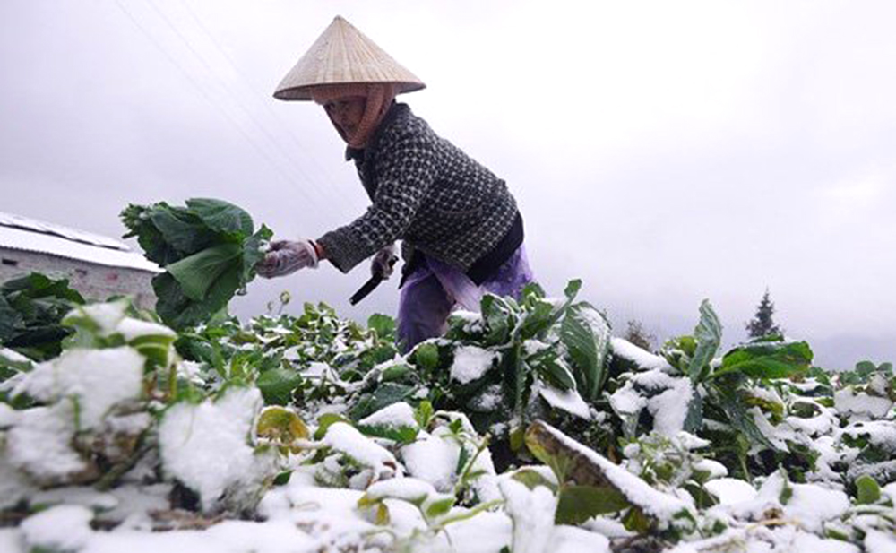 Thủ tướng Chính phủ yêu cầu các bộ, ngành, địa phương chủ động phòng, chống rét đậm, rét hại kéo dài