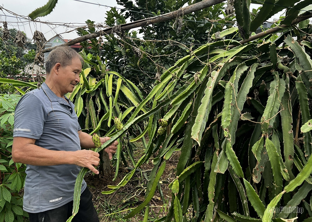 Thi đua làm giàu trên đất quê