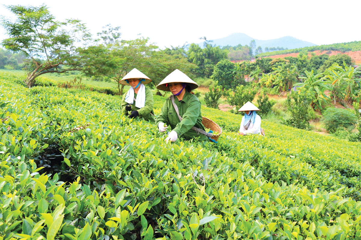 Quyết liệt chỉ đạo, điều hành hiệu quả nhiệm vụ phát triển kinh tế-xã hội