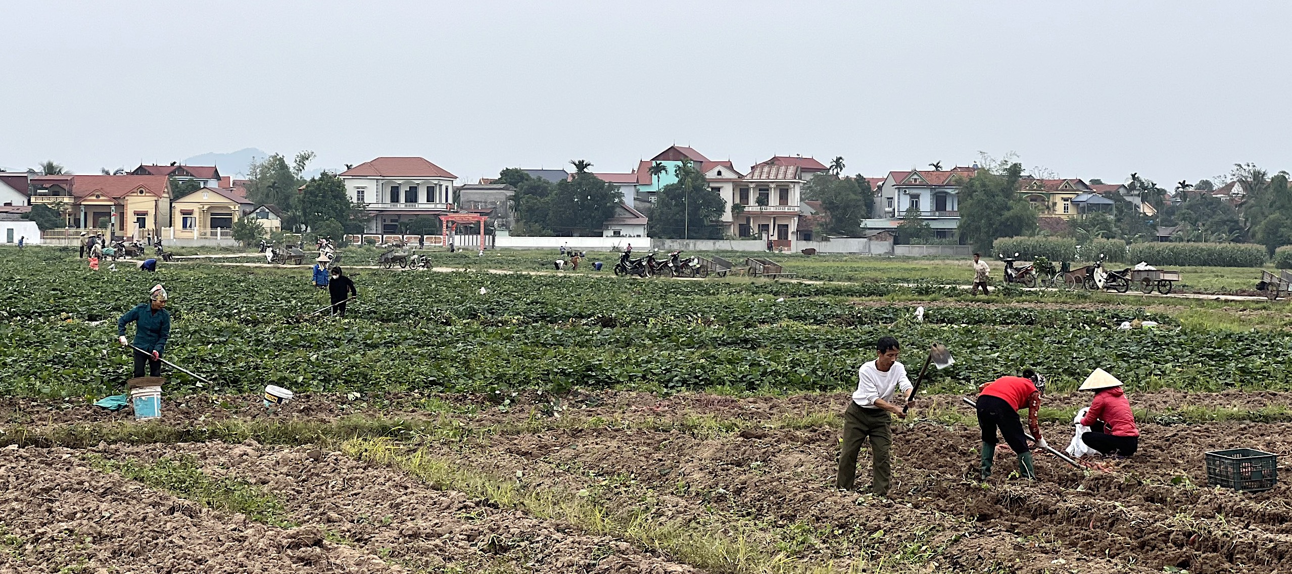 Phùng Nguyên được mùa khoai Hoàng Long