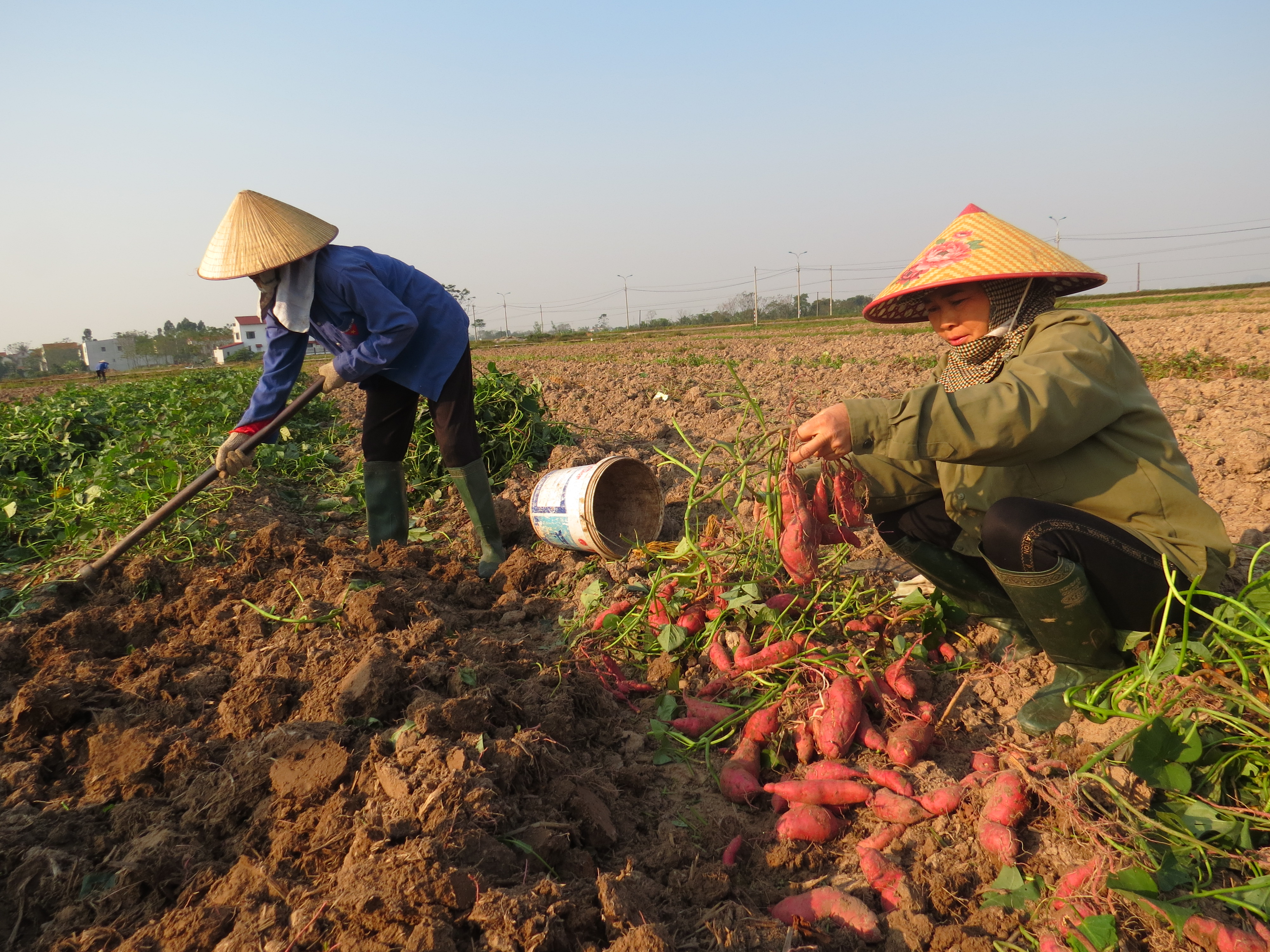 Phùng Nguyên được mùa khoai Hoàng Long