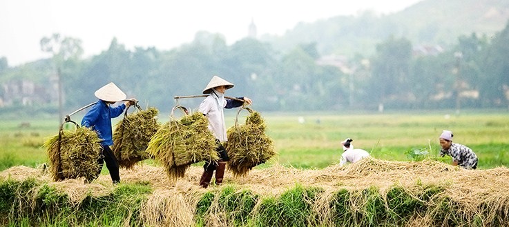 Mùa gặt xưa thương nhớ