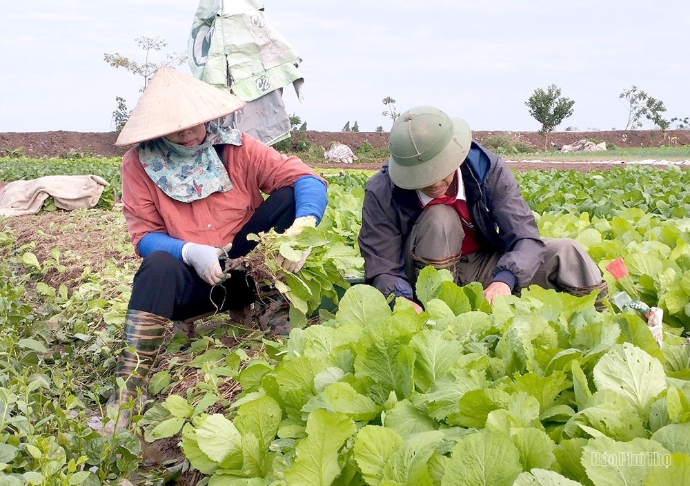 Phấn đấu thắng lợi vụ Xuân ngay từ đầu năm 