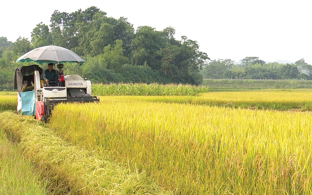 Kiên định mục tiêu sản xuất hiệu quả, bền vững