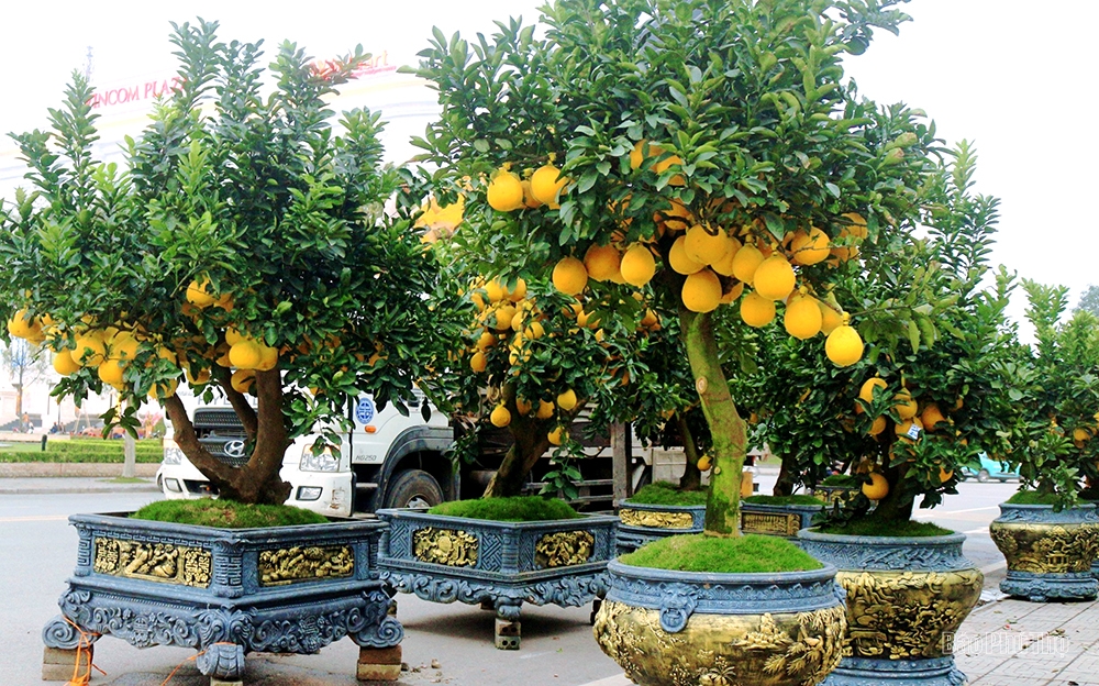 The street is lined with ornamental trees for the Tet holiday