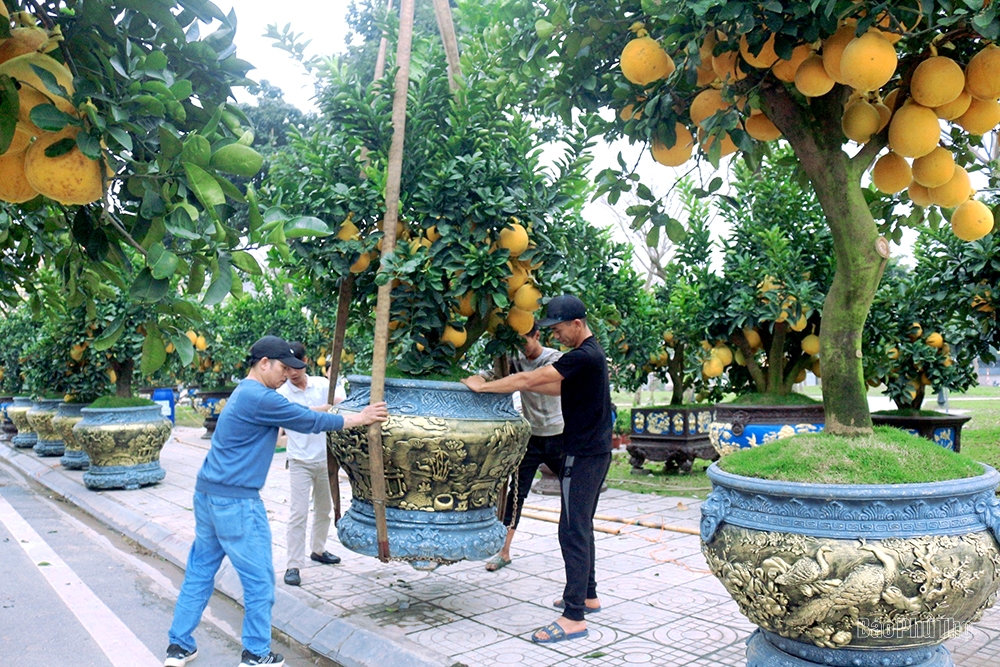 The street is lined with ornamental trees for the Tet holiday