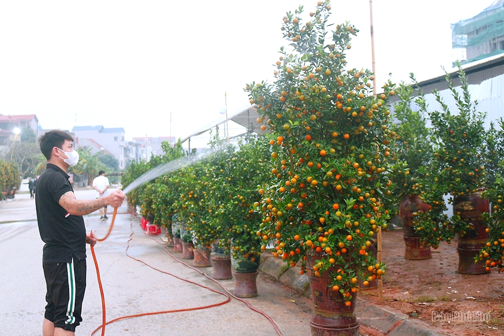 The street is lined with ornamental trees for the Tet holiday