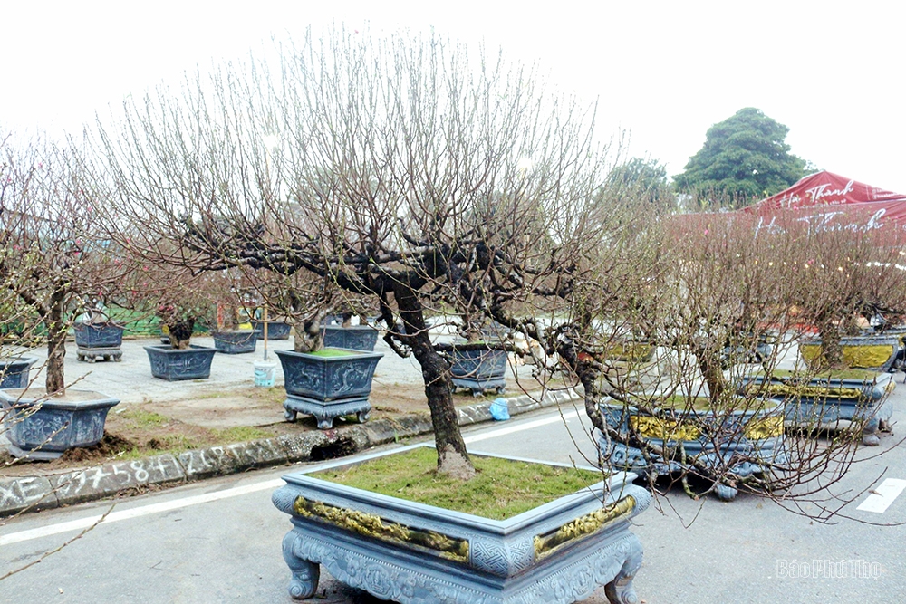 The street is lined with ornamental trees for the Tet holiday