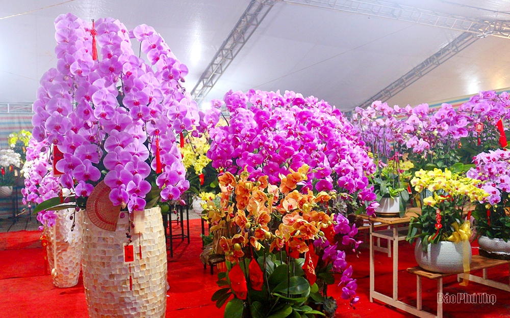 The street is lined with ornamental trees for the Tet holiday