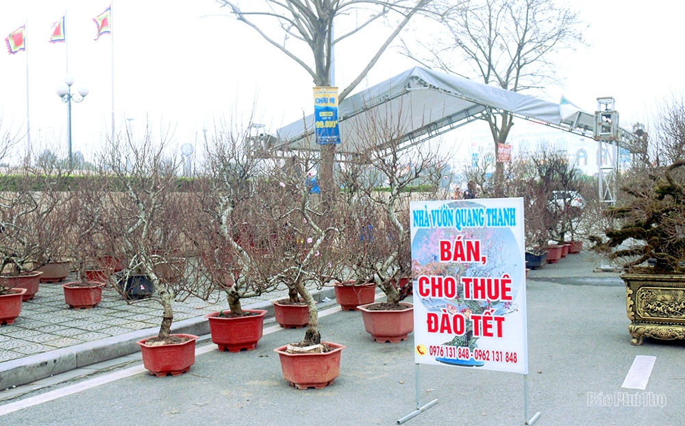 The street is lined with ornamental trees for the Tet holiday