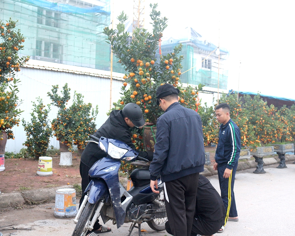 The street is lined with ornamental trees for the Tet holiday