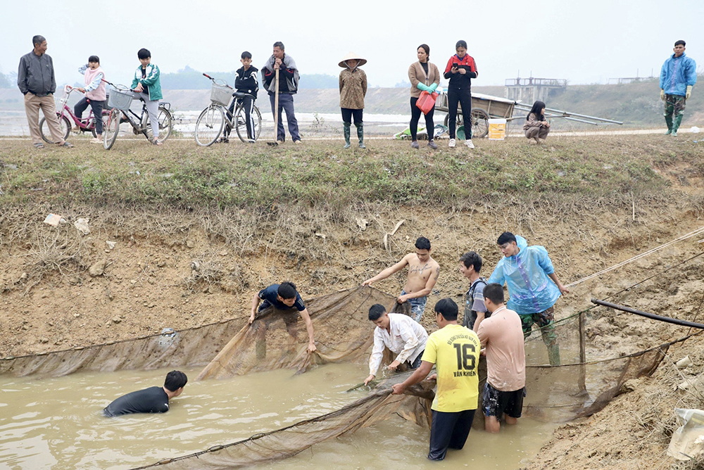 Busily dragging fish net in Spring days