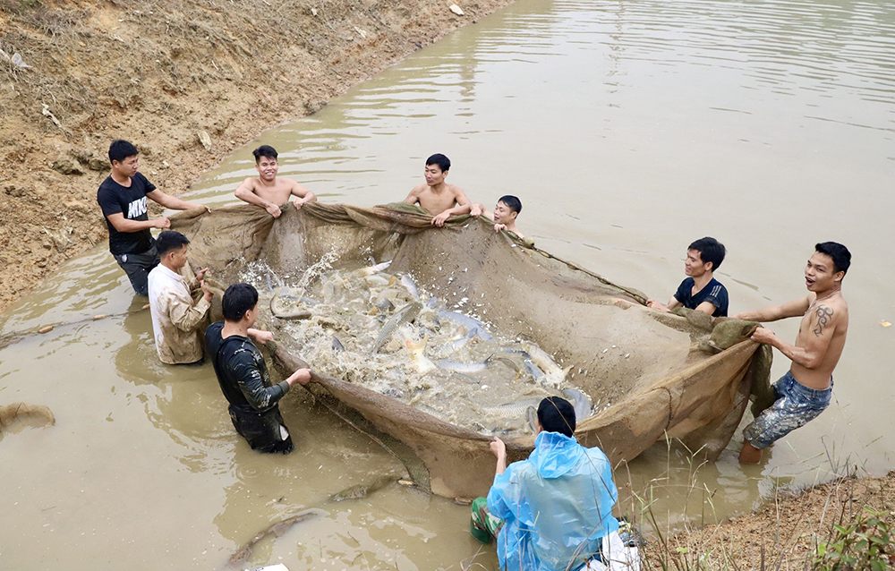 Busily dragging fish net in Spring days