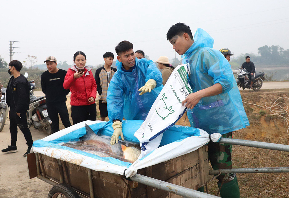 Busily dragging fish net in Spring days