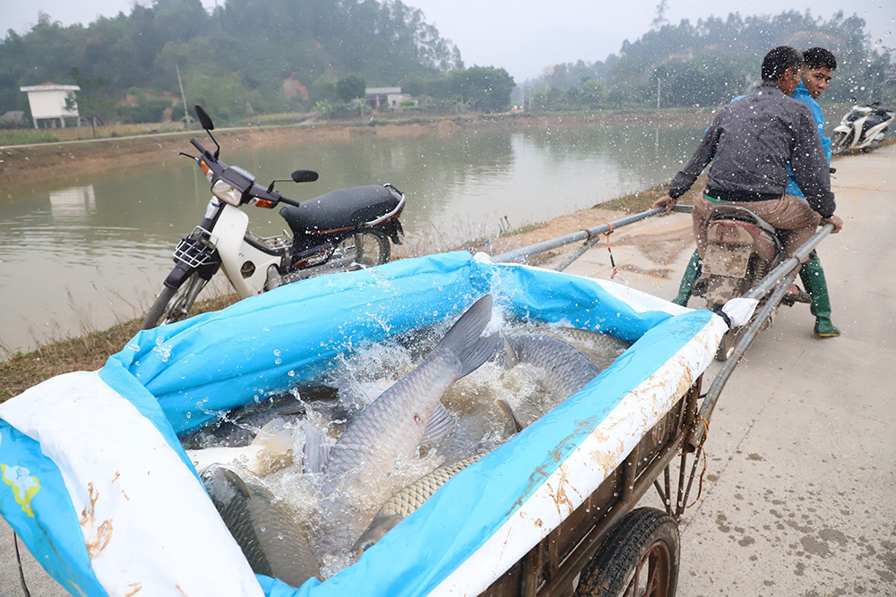 Busily dragging fish net in Spring days