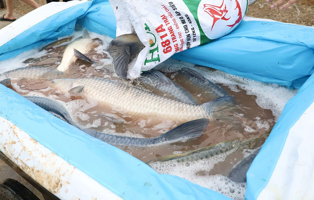 Busily dragging fish net in Spring days