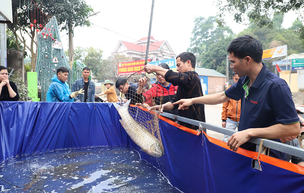 Busily dragging fish net in Spring days