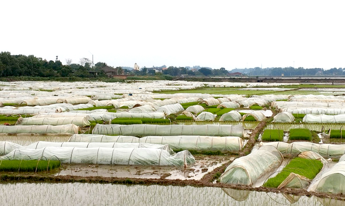 Tích cực phòng, chống đói rét cho cây trồng, vật nuôi