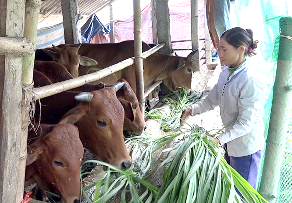 Chủ tịch UBND tỉnh yêu cầu tăng cường các biện pháp phòng, chống đói rét cho đàn vật nuôi