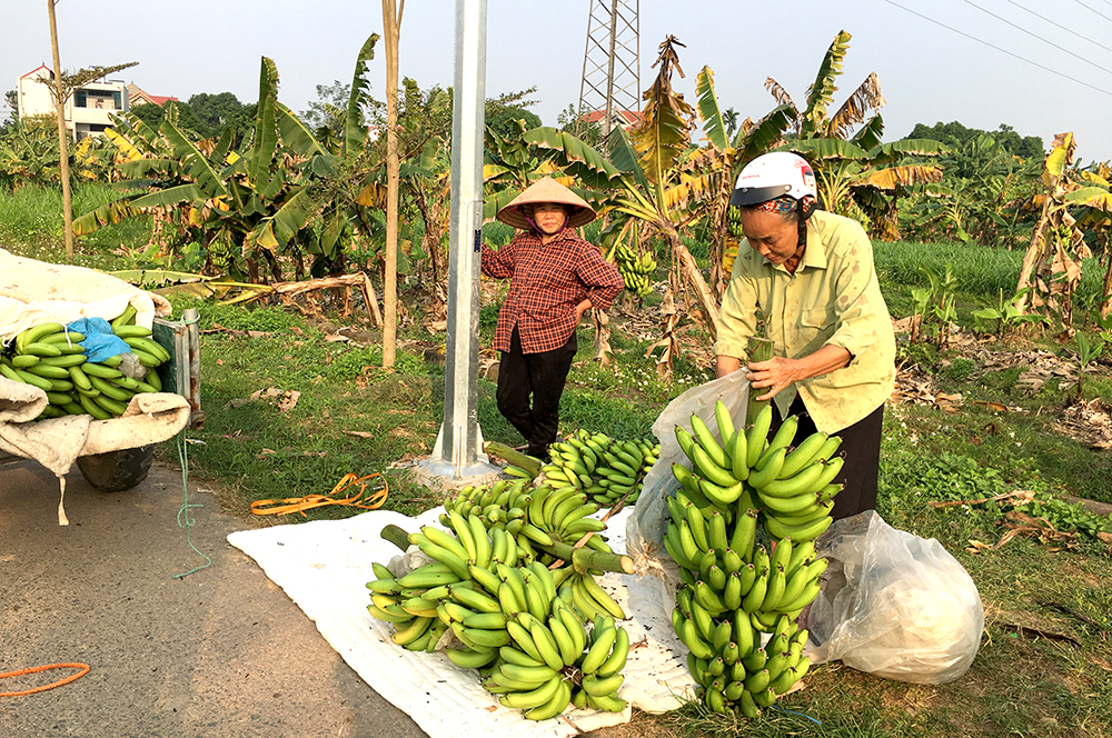 Vào vụ chuối Tết