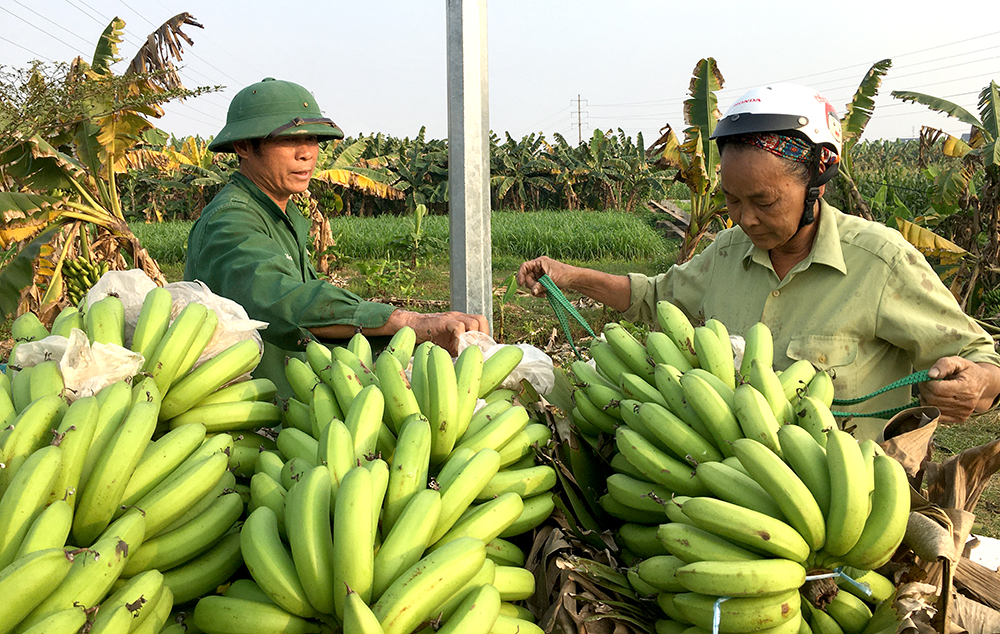 During Tet banana season