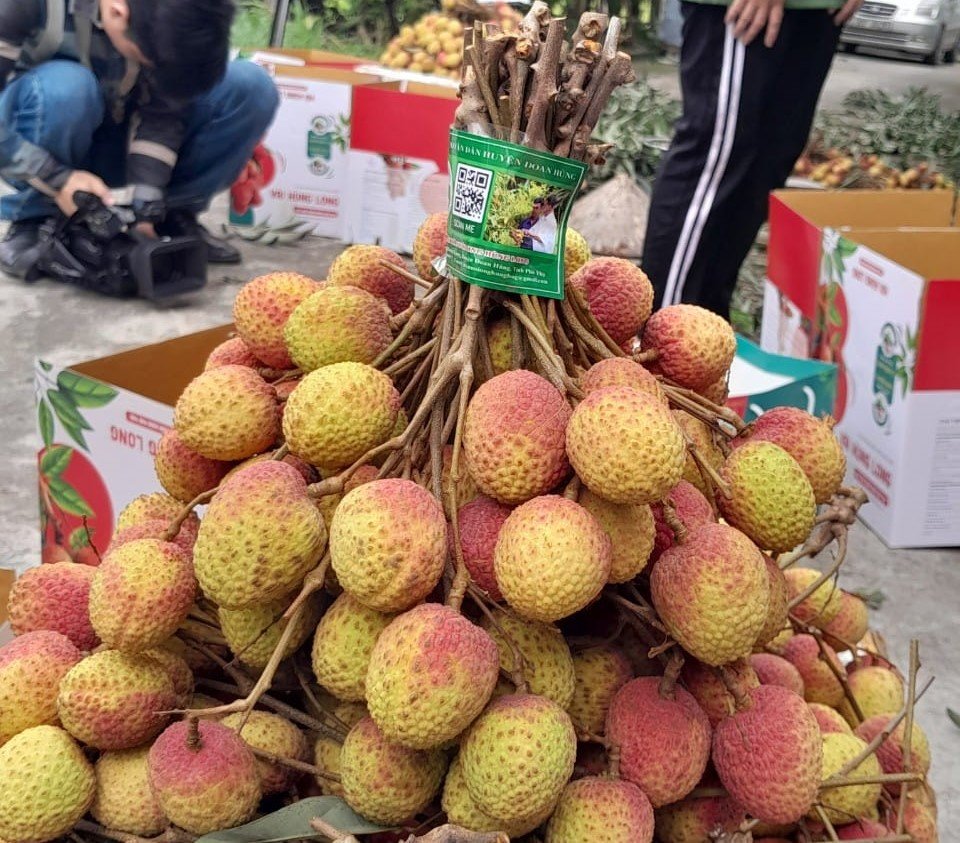 Announcing the certification mark Hung Long lychees