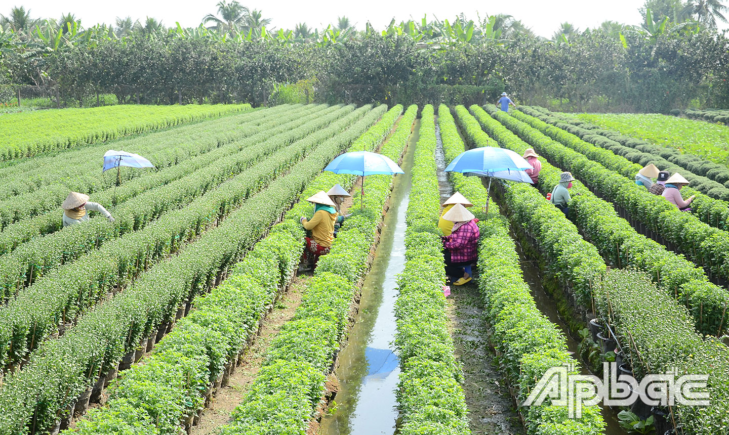 Làng hoa Mỹ Tho: Đời người, đời hoa