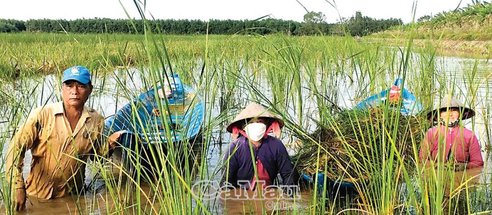 Giữ thương hiệu cá đồng xứ U Minh