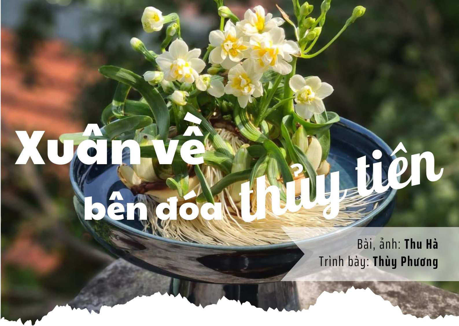 Xuân về bên đóa thủy tiên