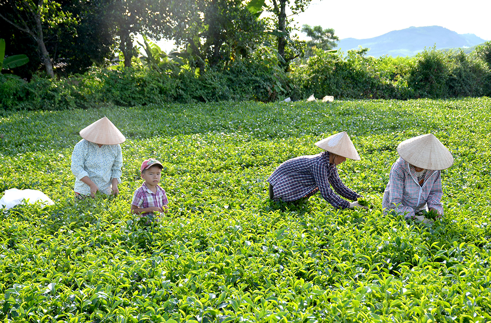 Nâng tầm sản phẩm OCOP