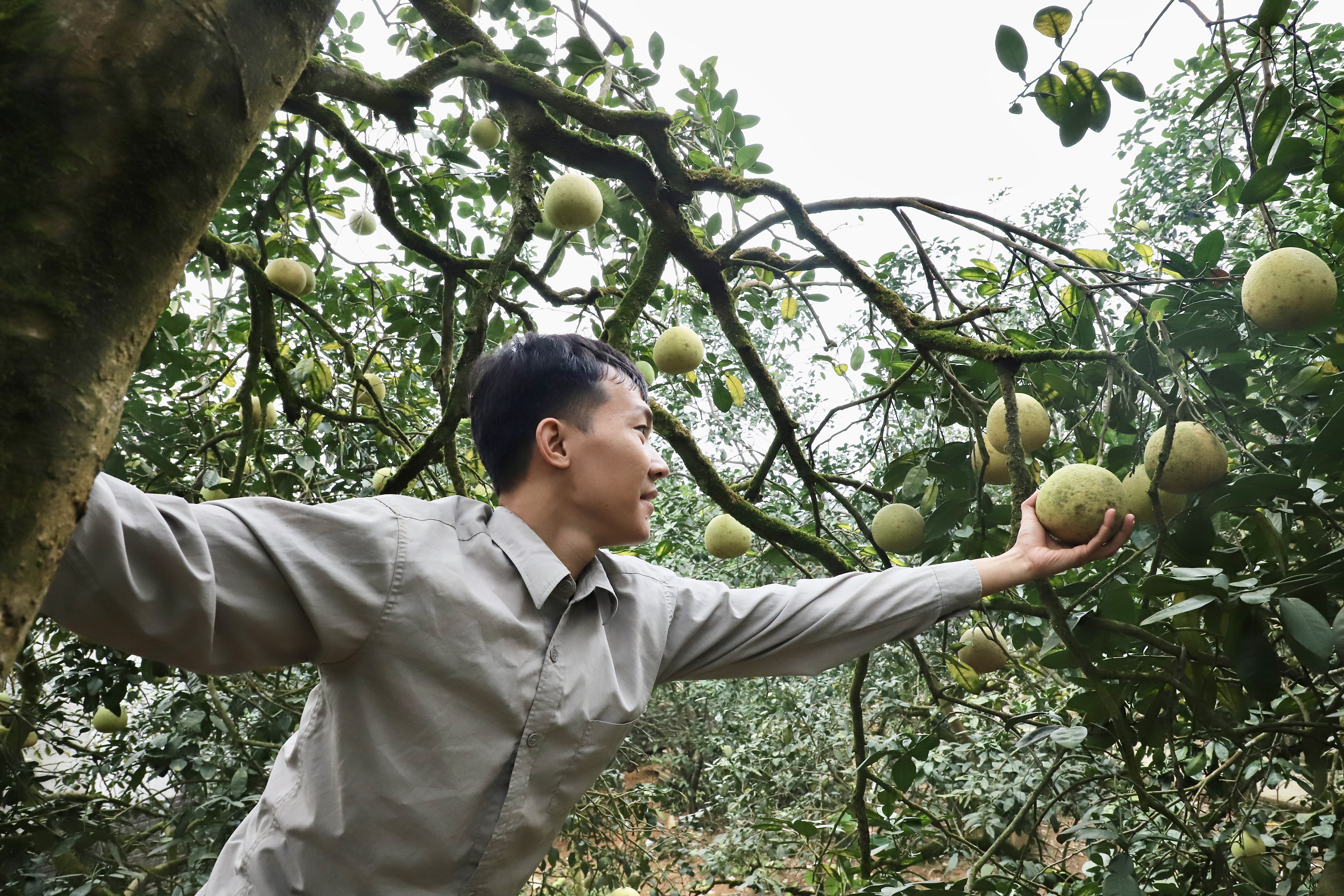 Phu Doan is covered in yellow color of Tet grapefruit