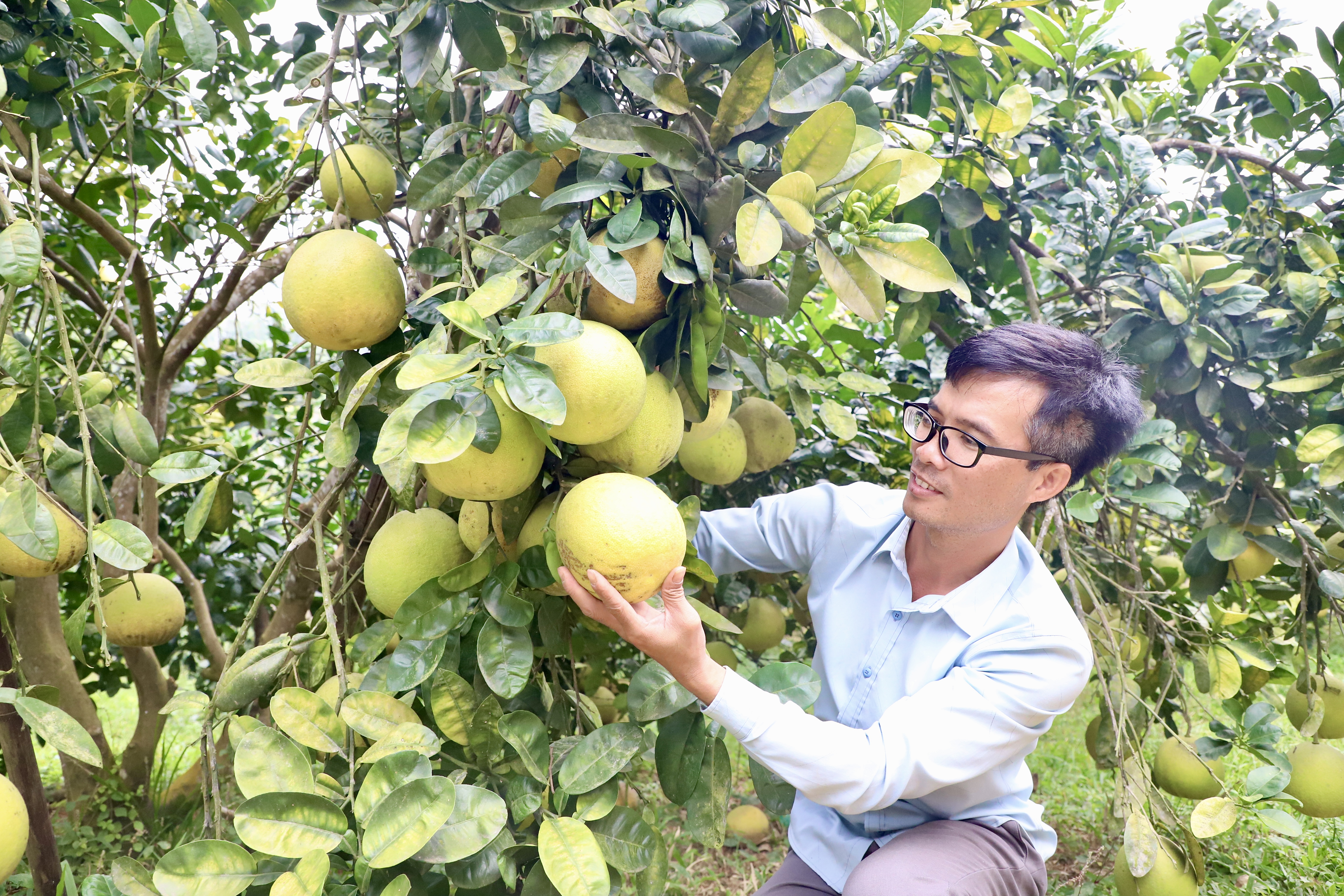 Phu Doan is covered in yellow color of Tet grapefruit