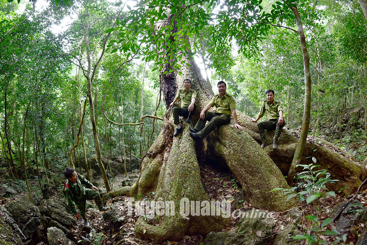 Tuyên Quang du lịch dưới tán rừng