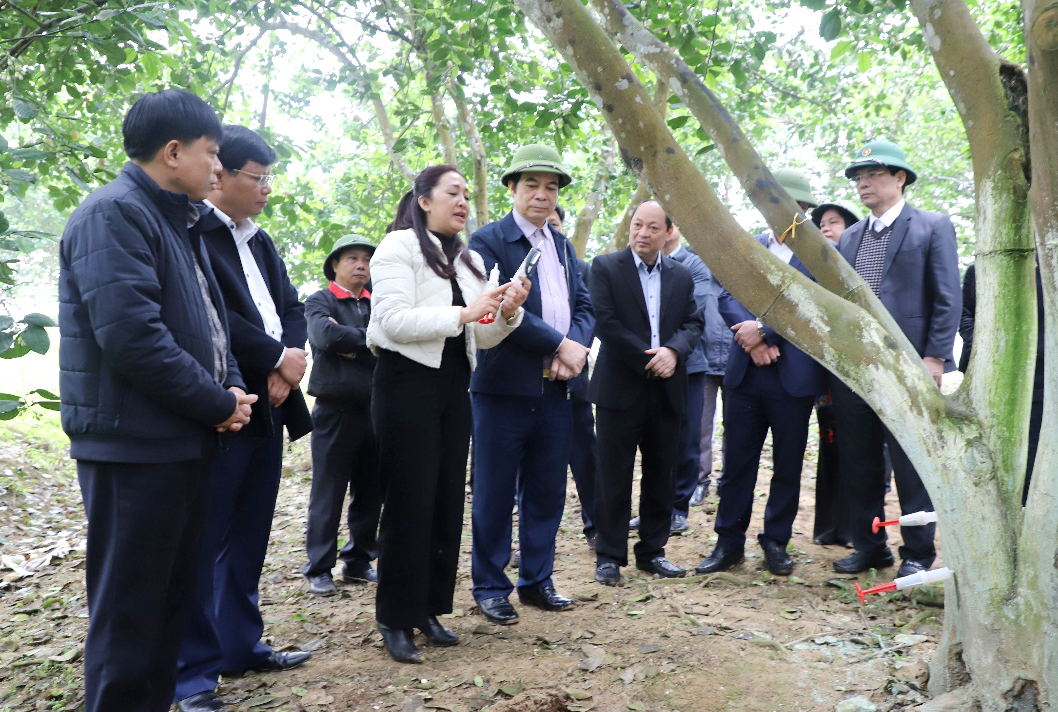 Inspecting the situation of grapefruit tree development in Doan Hung district