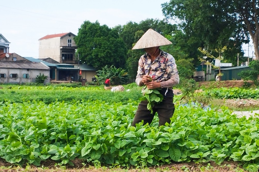 Safe food for Tet