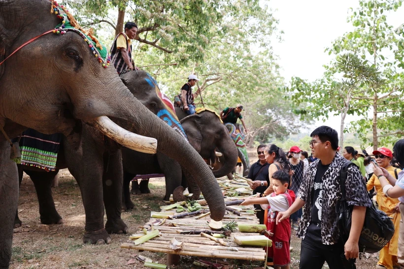 Lễ hội tháng Ba Tây Nguyên: Trải nghiệm các hoạt động thân thiện với voi