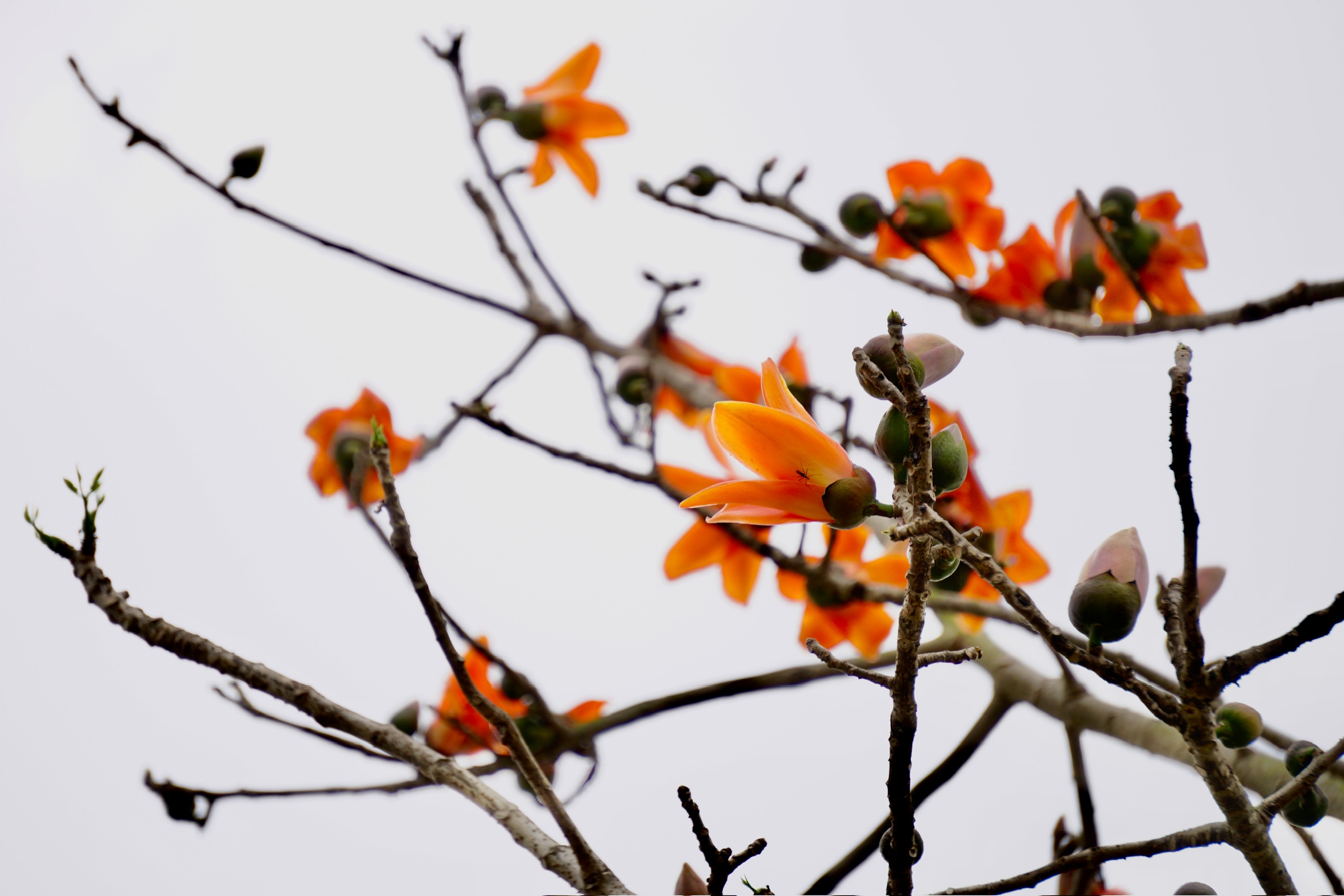 Bombax Cieba flowers light up the countryside red