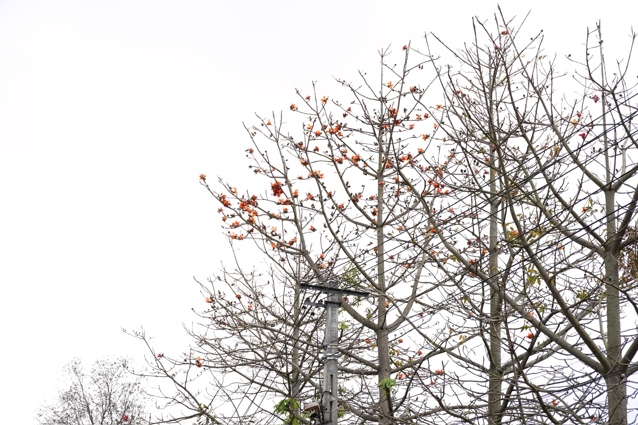 Bombax Cieba flowers light up the countryside red