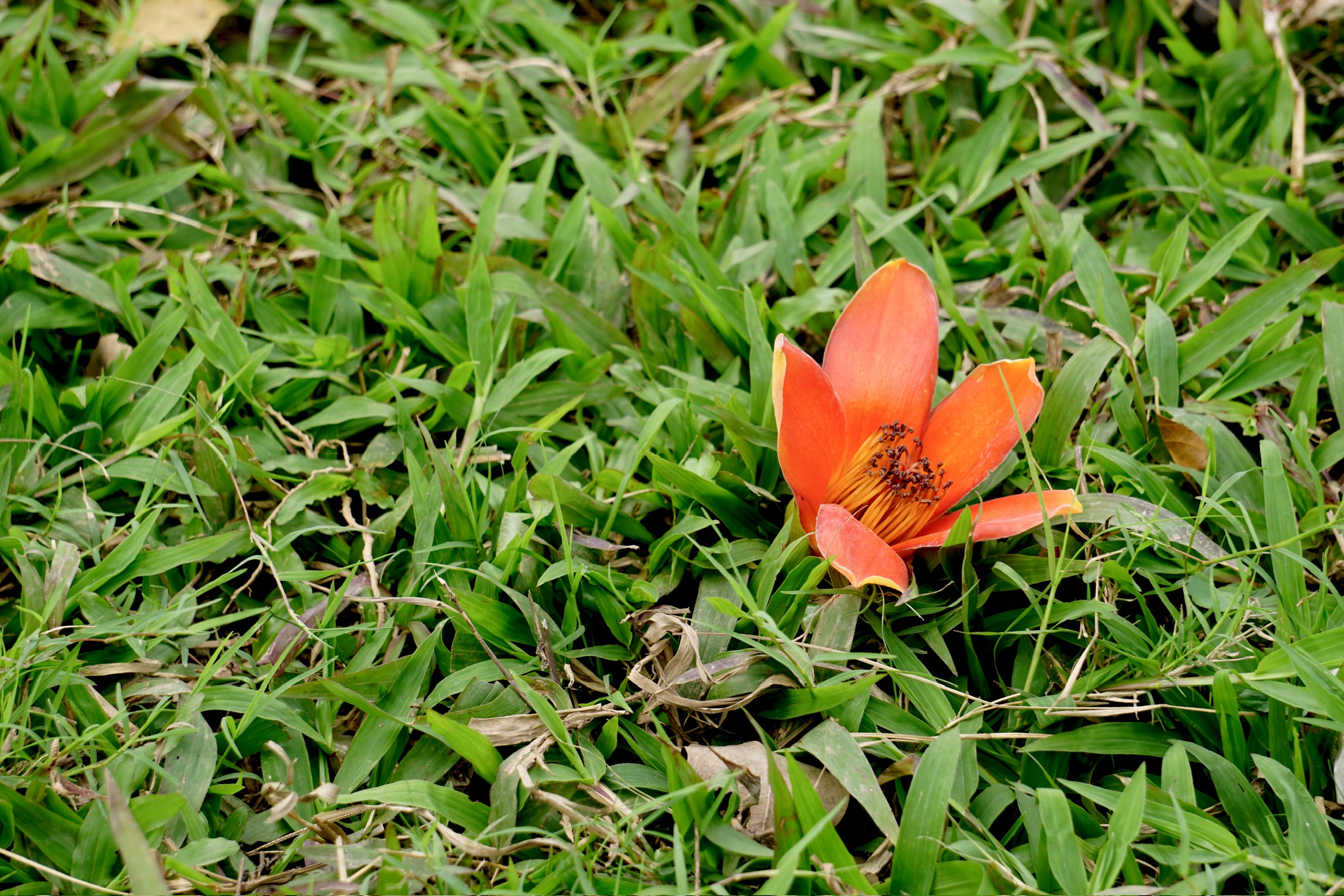 Bombax Cieba flowers light up the countryside red