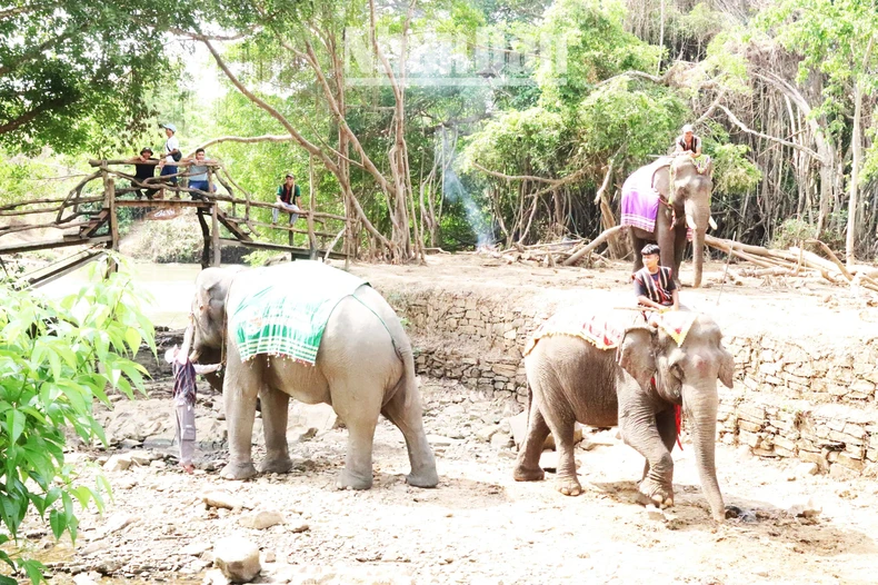 Du lịch thân thiện với voi