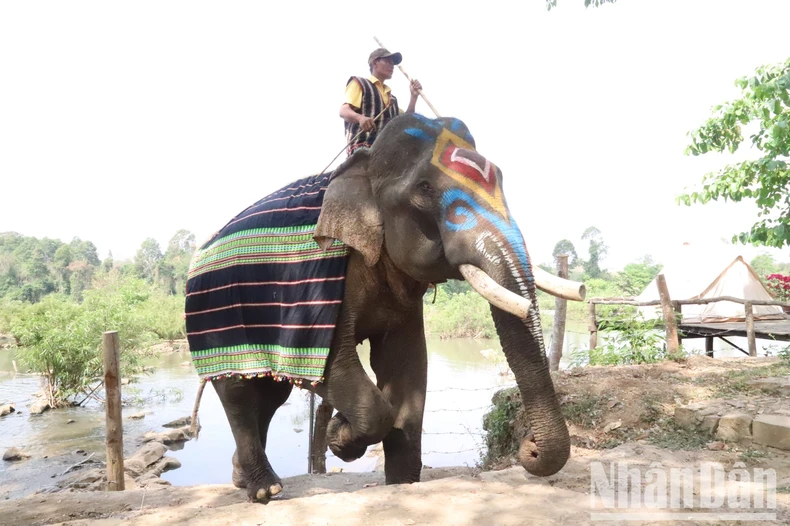 Du lịch thân thiện với voi