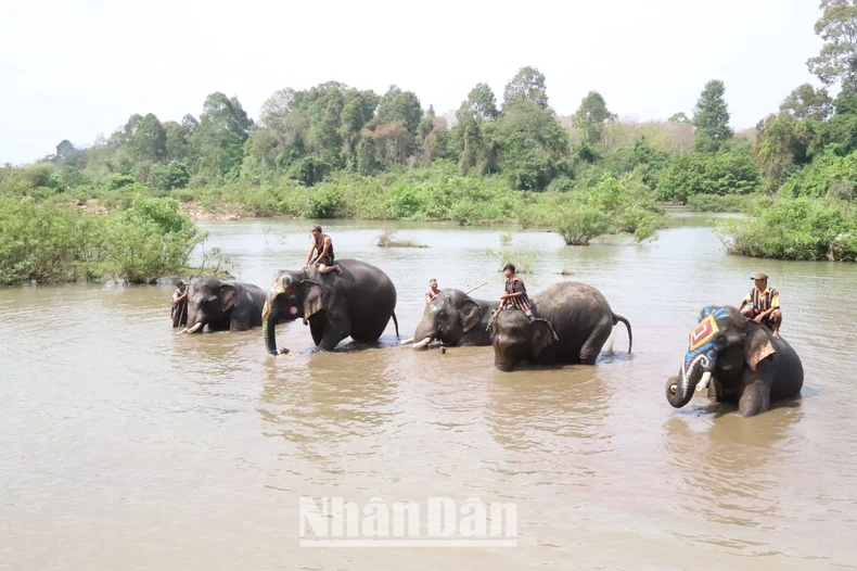 Du lịch thân thiện với voi